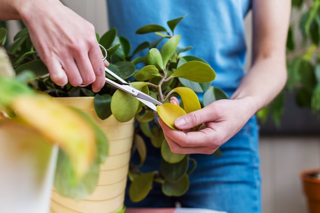 Plant pruning