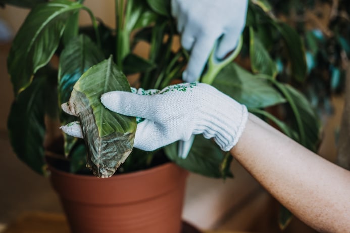 Plant care