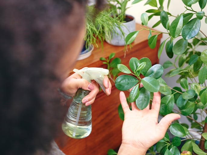 Professional plant care