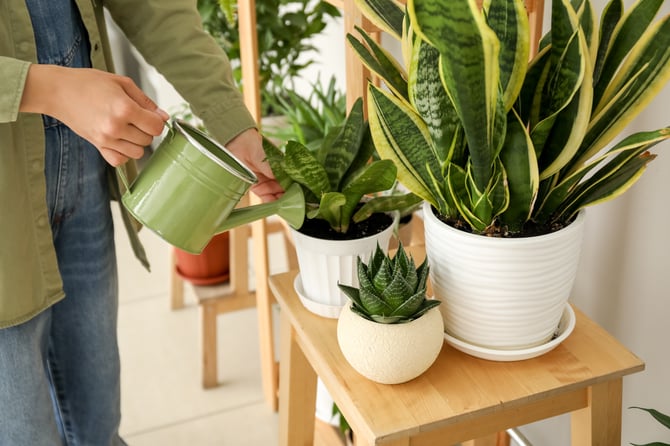 plant watering