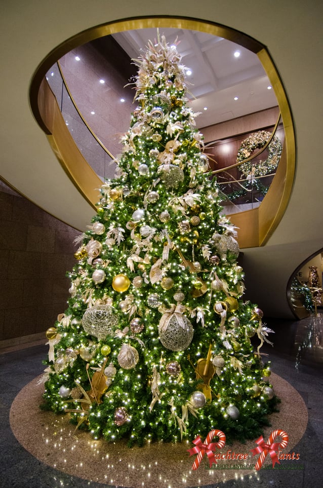 Christmas Tree by Peachtree Plants