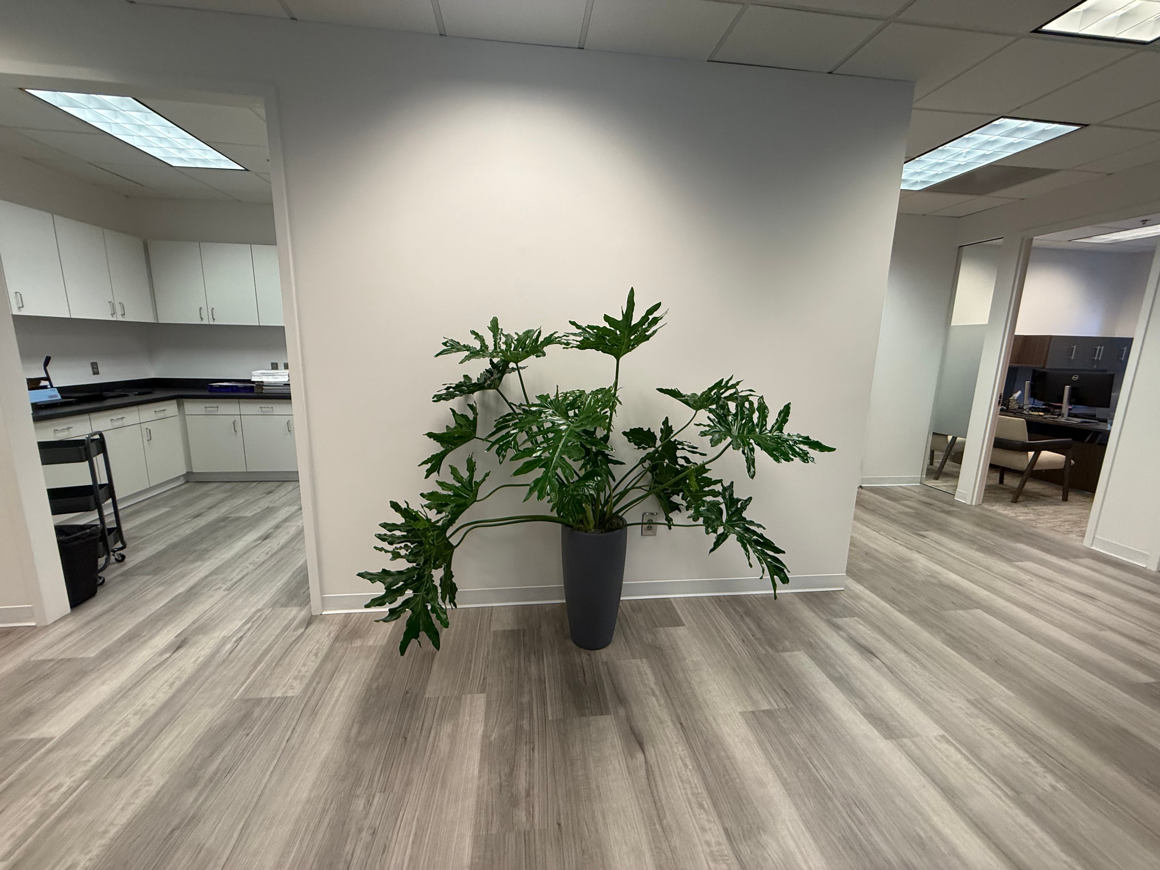 Office Plant
