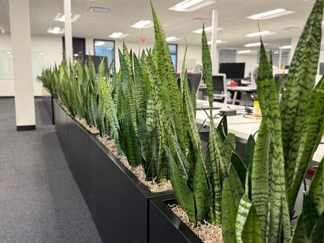 Snake plants used as a divider in the office