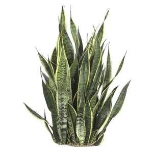 Sanseveria Zeylanica