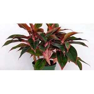 Aglaonema Siam