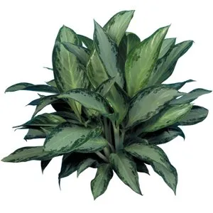 Aglaonema Silver Bay