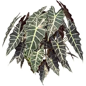 Alocasia