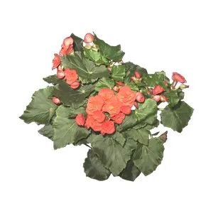 Begonia