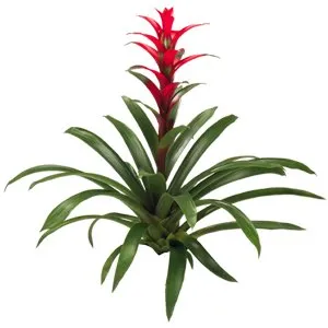 Bromeliad Guzmania