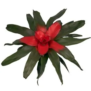 Bromeliad Nerogelia