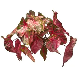 Caladium