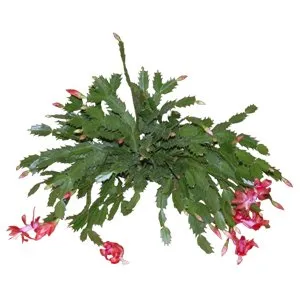 Christmas Cactus