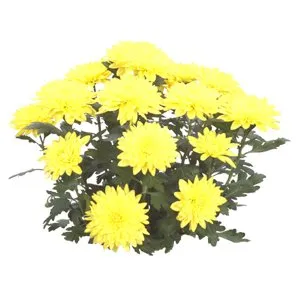 Chrysanthemums