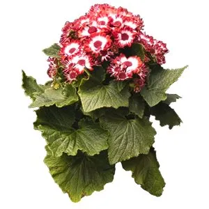 Cineraria