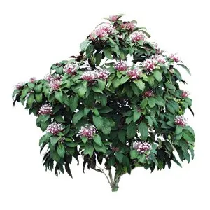 Clerodendron