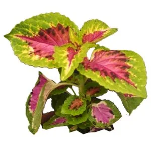 Coleus