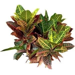 Croton Norma