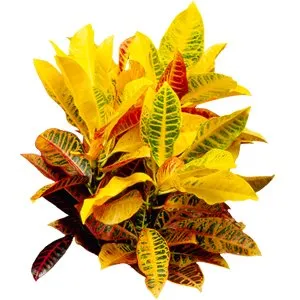 Croton Petra