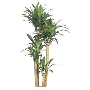 Dracaena Fragrans Cane