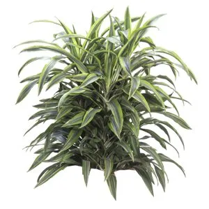 Dracaena Goldstar Warneckii