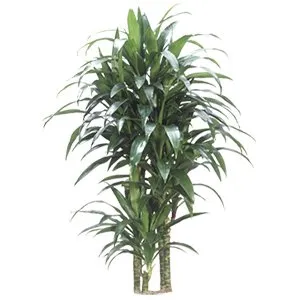 Dracaena Janet Craig Cane