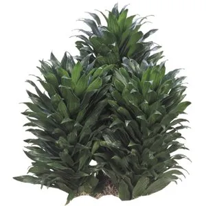 Dracaena Janet Craig Compacta