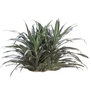 Dracaena Jumbo Warneckii