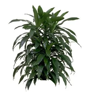 Dracaena Lisa Cane