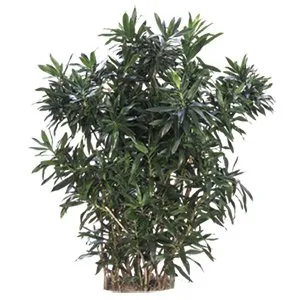 Dracaena Lisa Cane