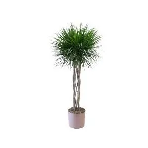 Dracaena Marginata Braid