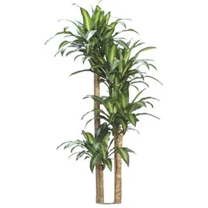 Dracaena Massangeana Cane