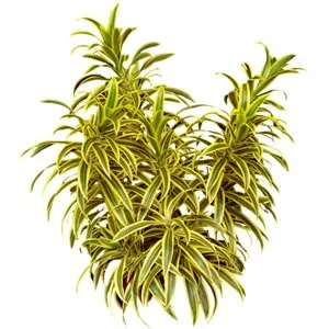 Dracaena Song of India