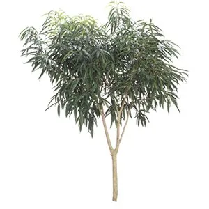 Ficus Alii Standard