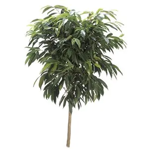 Ficus Amstel King Standard