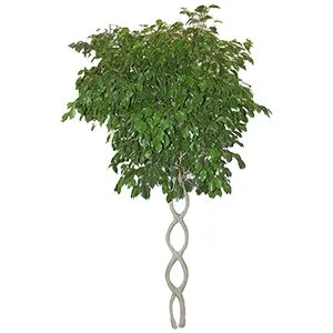 Ficus Benjamina Open Weave Braided