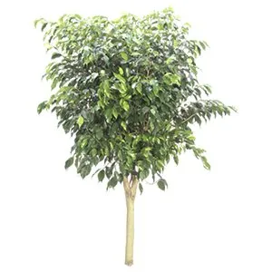 Ficus Benjamina Standard