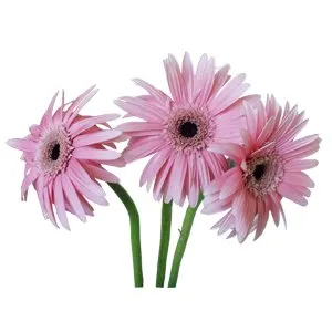 Gerber Daisies