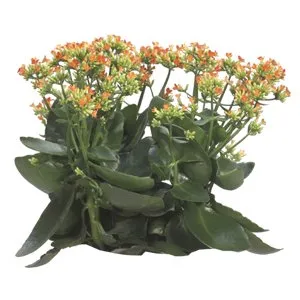 Kalanchoe