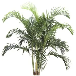 Palm Adonidia