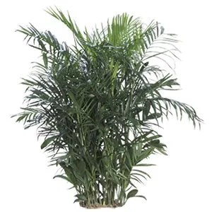 Palm Bamboo