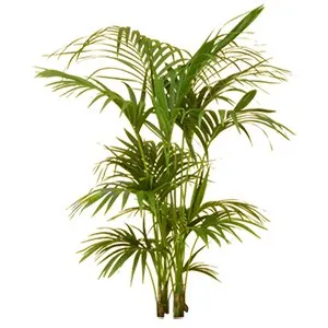 Palm Kentia