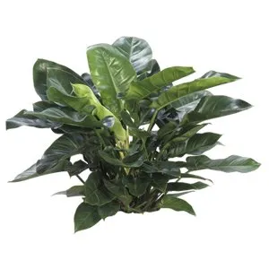 Philodendron Imperial Green