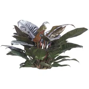 Philodendron Imperial Red