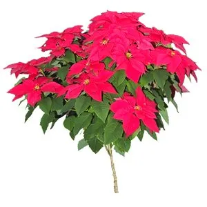 Poinsettia Tree