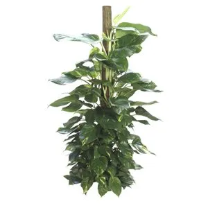 Pothos Golden Totem