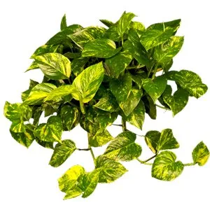 Pothos Golden