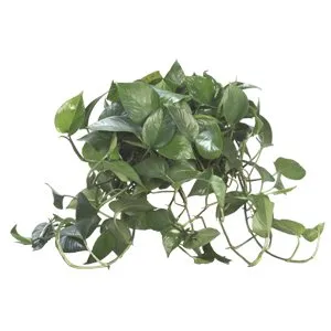 Pothos Jade