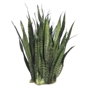 Sansevieria Laurentii