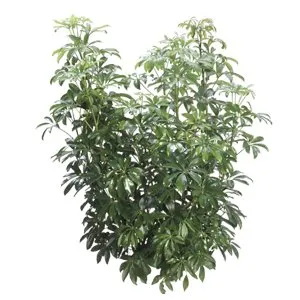 Schefflera Arboricola Bush