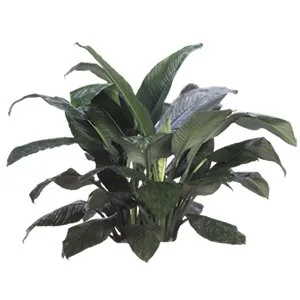 Spathiphyllum Sensation